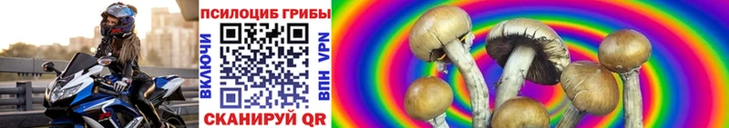 darknet формула Переславль-Залесский Галлюциногенные грибы Psilocybine cubensis